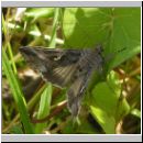 Autographa gamma - Gammaeule 03.jpg